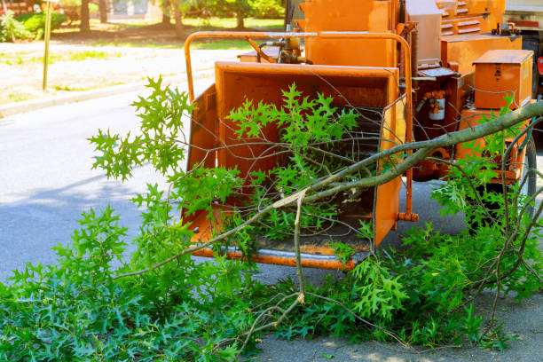 Residential Tree Removal in Kootenai, ID